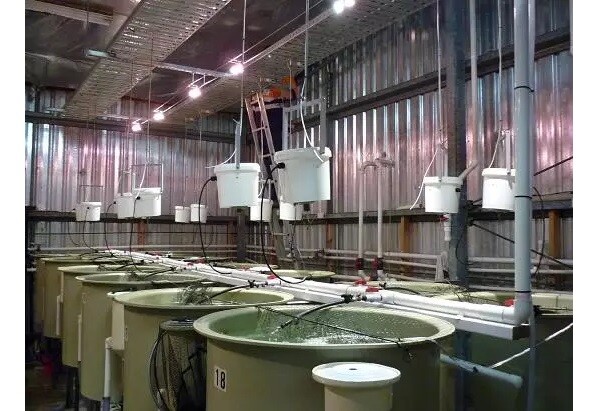 Diverseco Case Study: Something Fishy at the CSIRO!