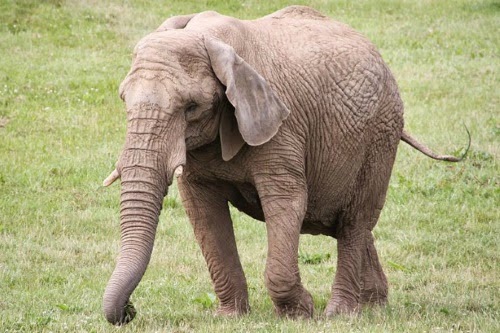 Elephants Weighed in Two by Two at Noah's Ark Zoo Farm using equipment from Avery Weigh-Tronix